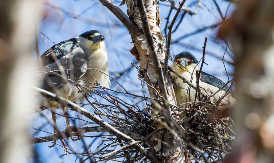 black-crowned night herons